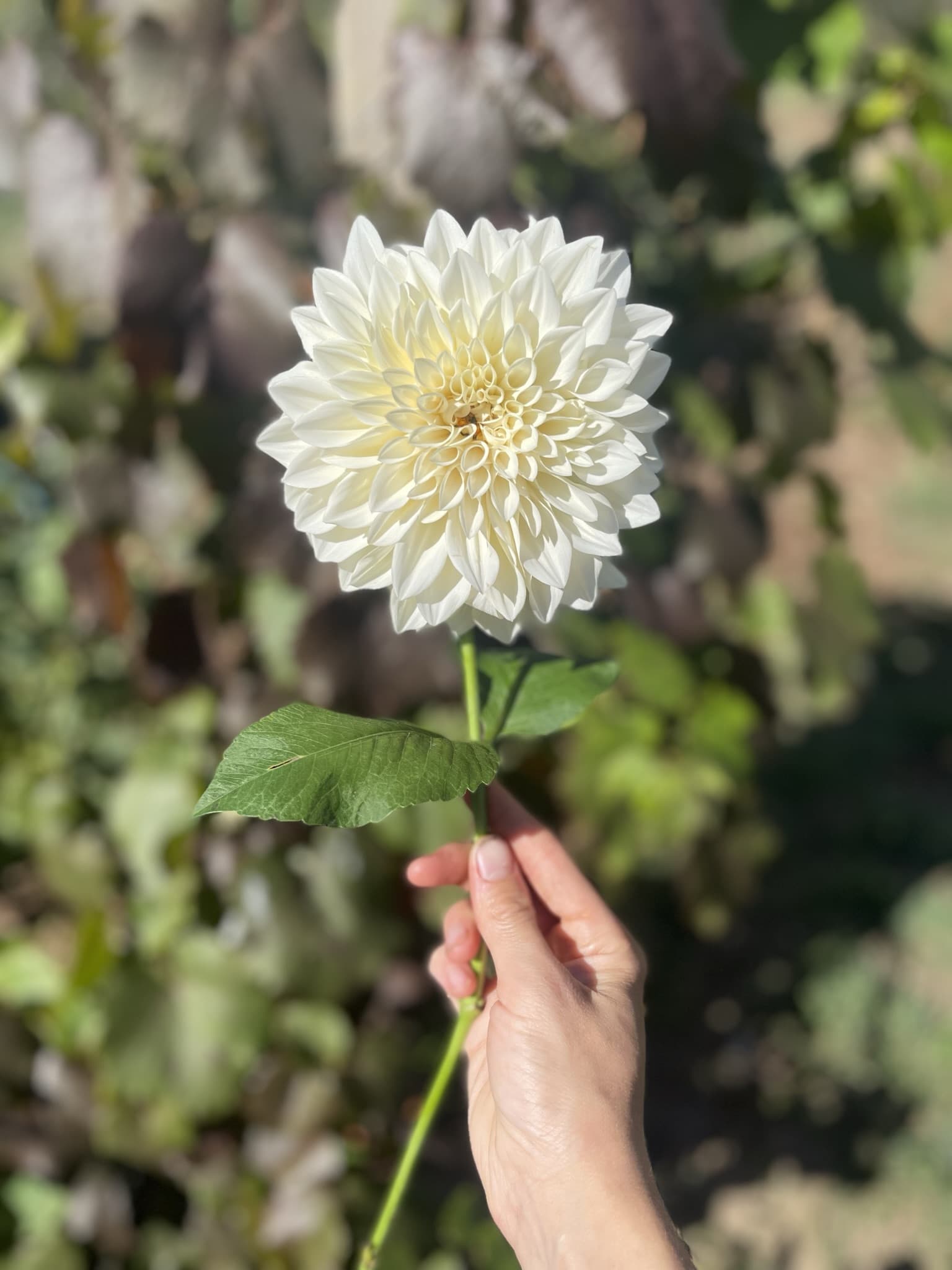 the language of flowers work 1